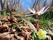 69 Erythronium dens-canis (Dente di cane)